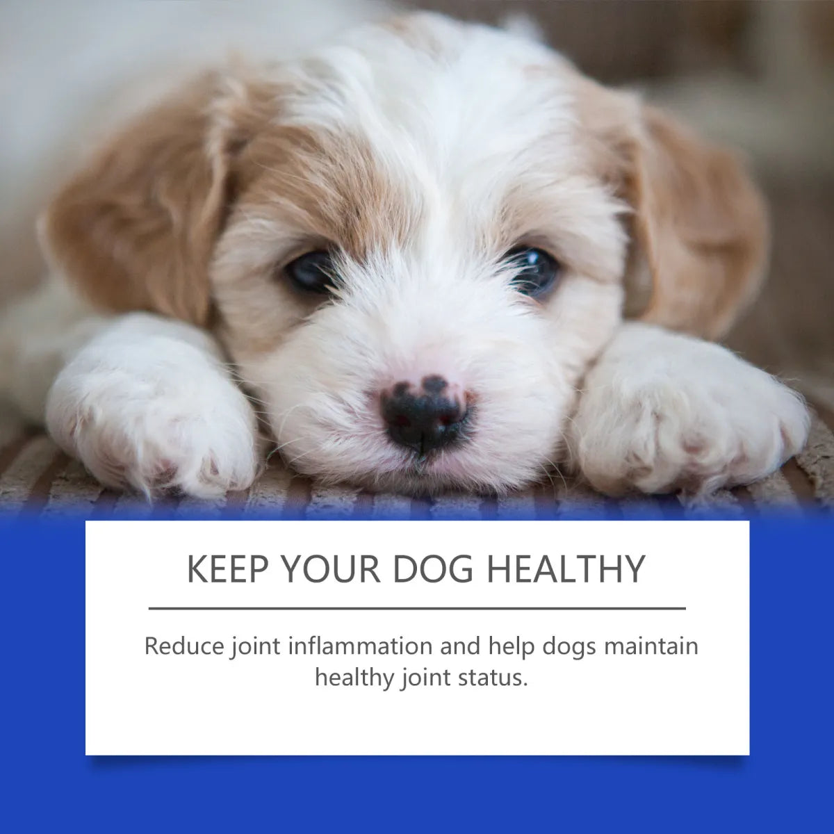 Dog Joint Health Supplement 🐶💊