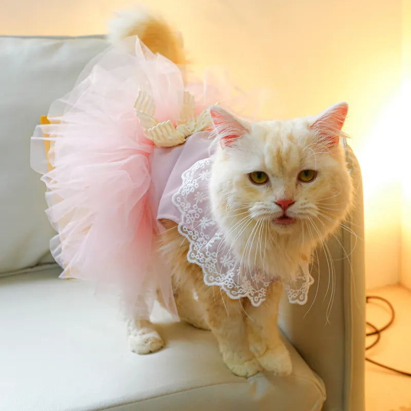 Lace Cat Clothing for Pets 🐱👗