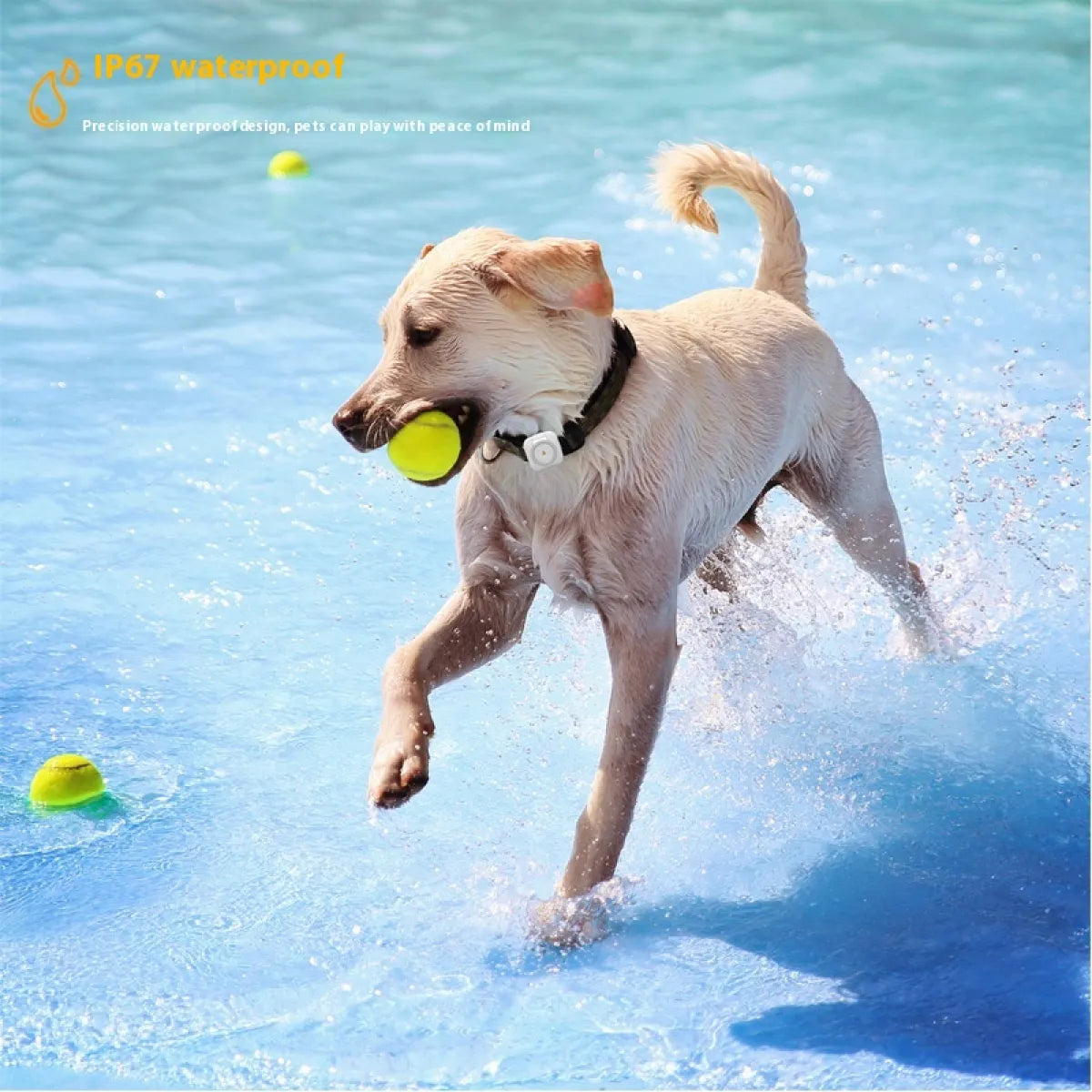 Pet GPS Locator Monitor 🐾📍